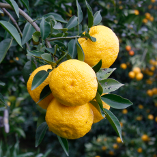 고흥 햇 유자 5KG ( 대과 : ~35과 정도 )