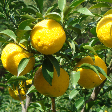 고흥 햇 유자 5KG ( 중과 : 33과 내외 )