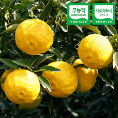 고흥 햇 유자 2KG (못난이 )