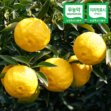 고흥 햇 유자 2KG (못난이 )